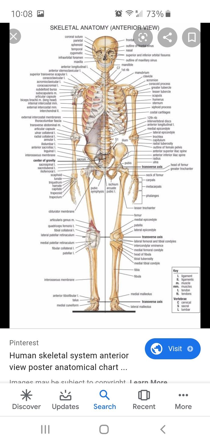 the human skeletal system on an iphone