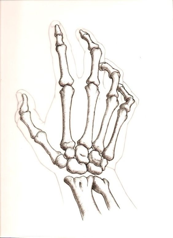 a drawing of a hand with bones on it