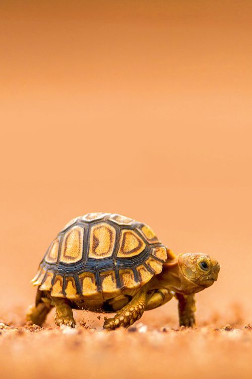 a small turtle is walking on the ground with its head turned to the side and it's back legs up