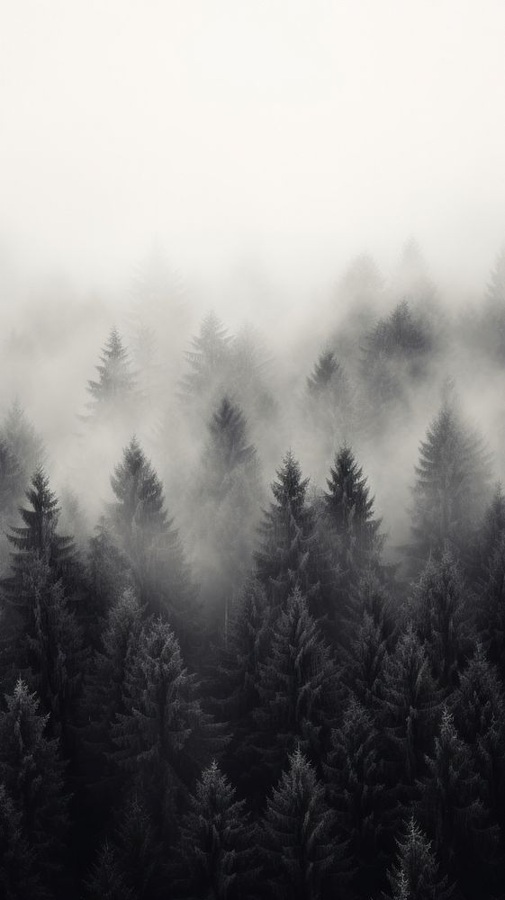 black and white photograph of trees with fog in the air over them, taken from above