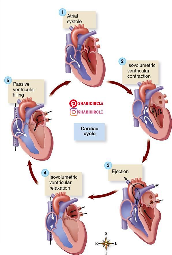 the heart is divided by valves and valves, which are connected to each other with an arrow