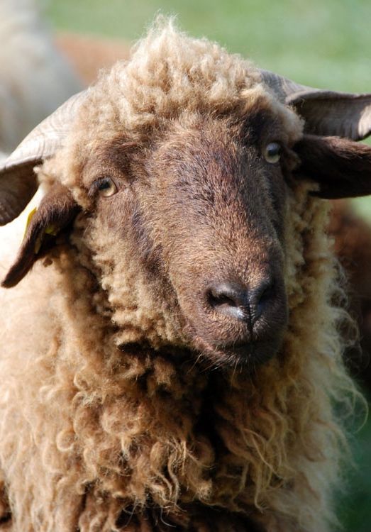 a close up view of a sheep with very long wool on it's face