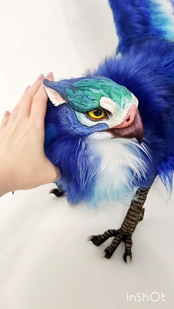 a blue bird is being petted by someone's hand while they are touching it