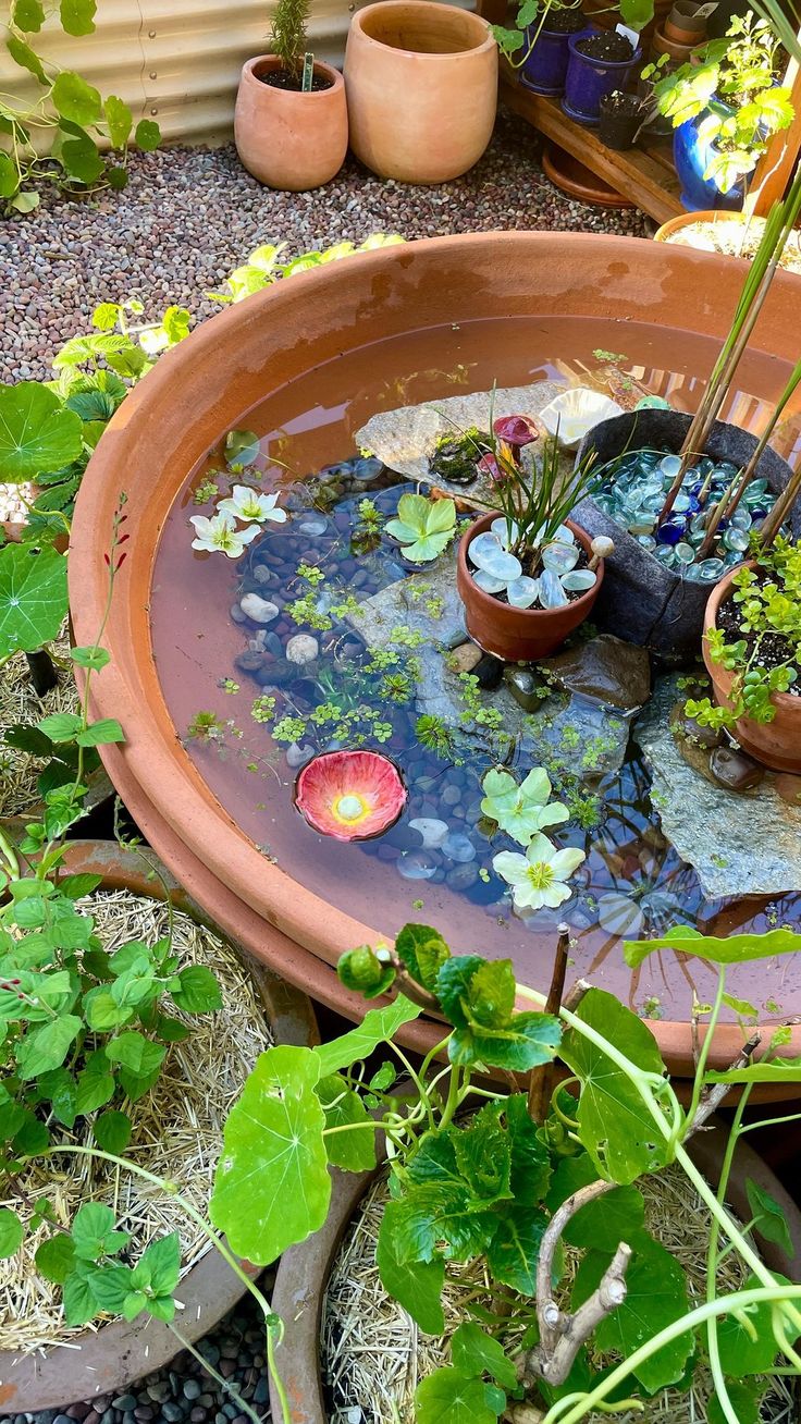 there are many potted plants and water in the bowl on the ground near each other