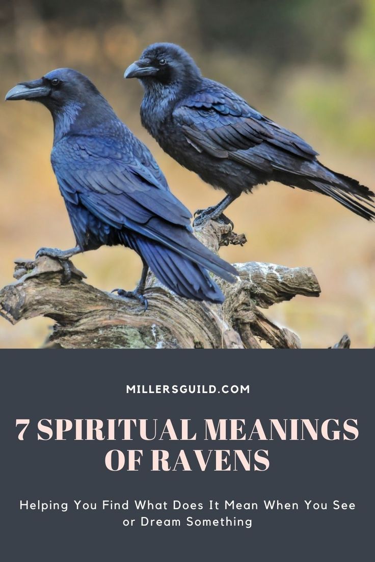 two crows sitting on top of a tree branch with the words 7 spirital meaningss of