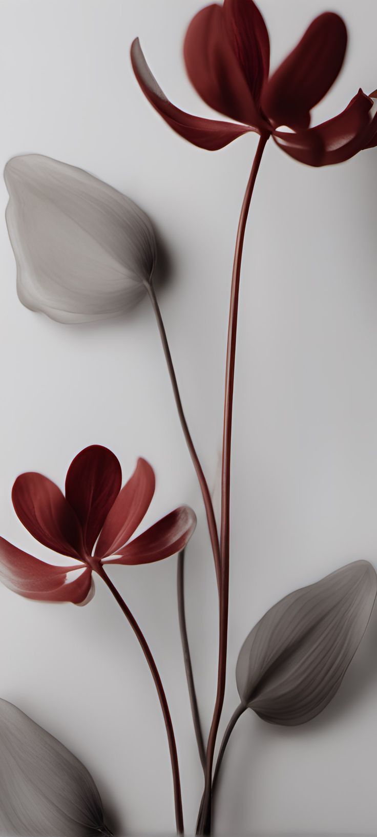 three red and white flowers on a white background