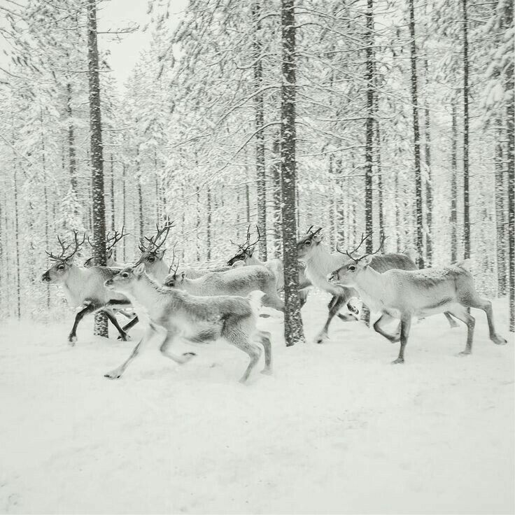 several deer running through the snow in front of trees