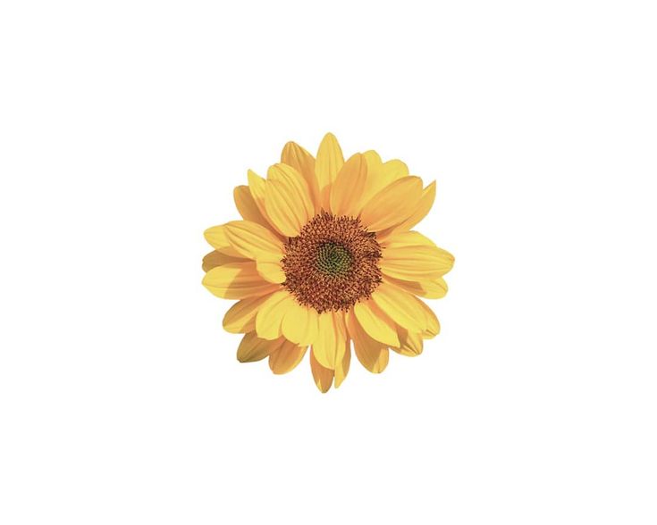 a large yellow sunflower on a white background