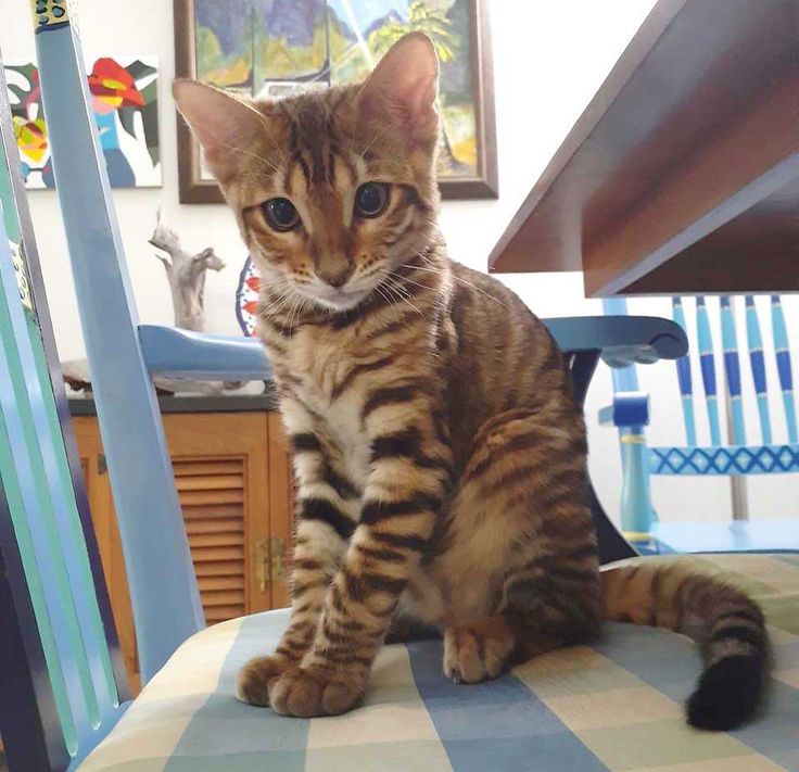 a cat sitting on top of a blue chair