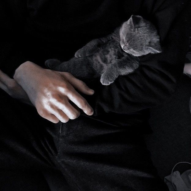 a person holding a gray cat in their lap and wearing a black shirt with white writing on it