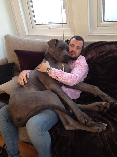 a man sitting on top of a couch holding a large dog in his lap and hugging it's face