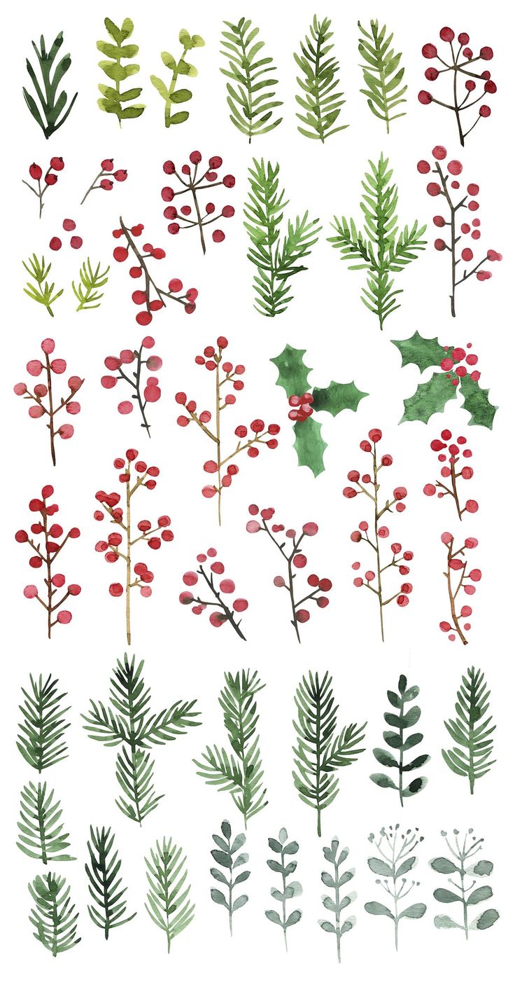 watercolor christmas plants and berries on a white background