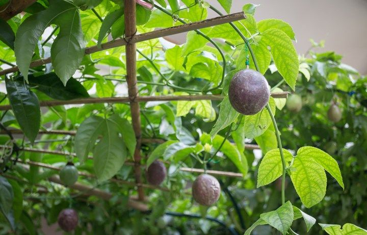 the fruit is growing on the vine in the garden