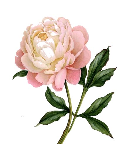 a pink flower with green leaves on a white background