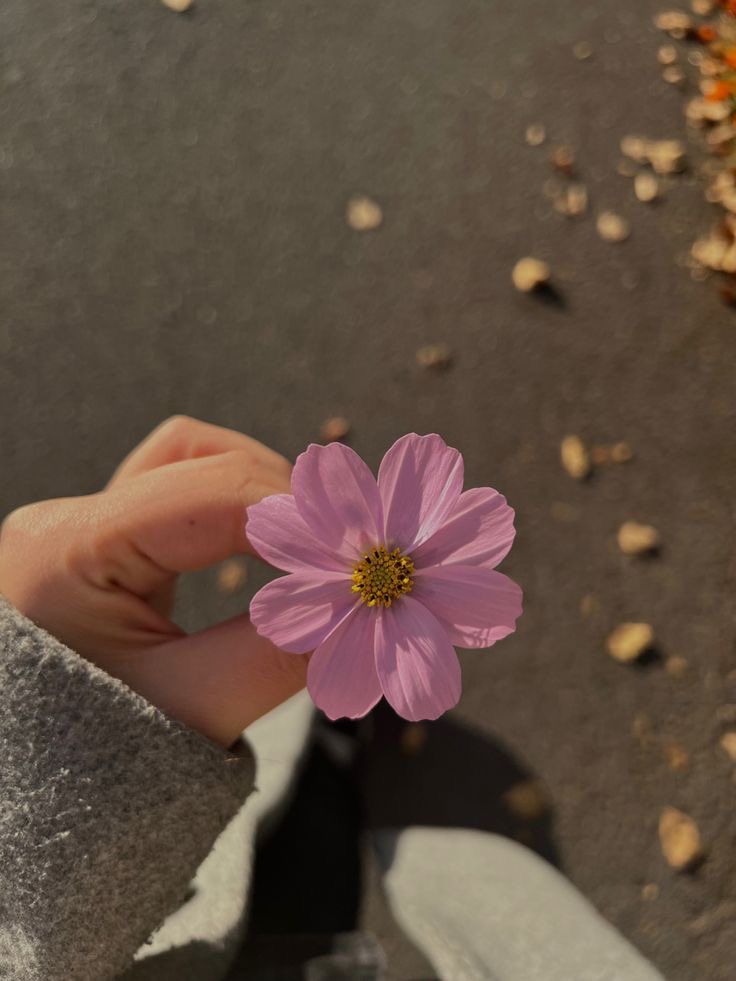 a person holding a pink flower in their hand