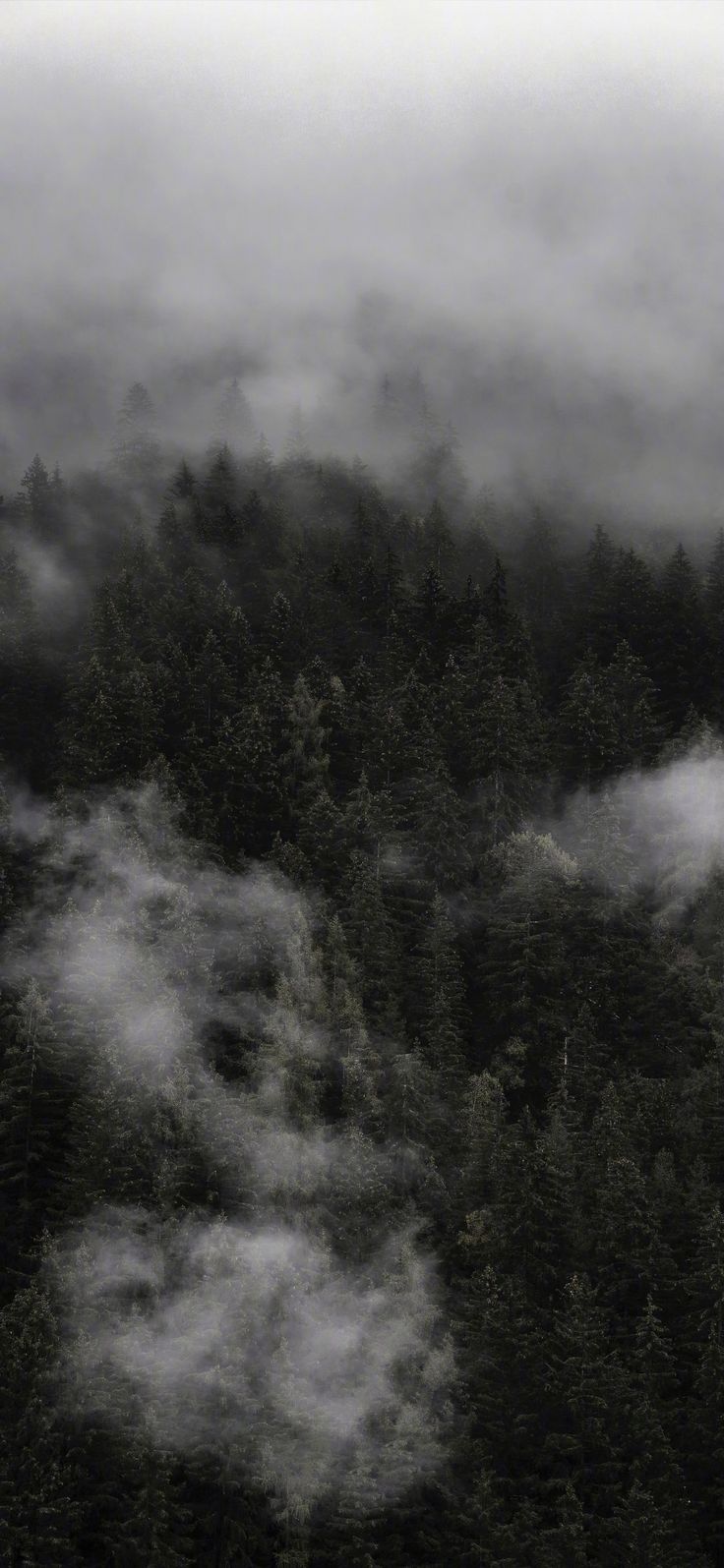 black and white photograph of trees in the distance with fog rolling over them on a cloudy day