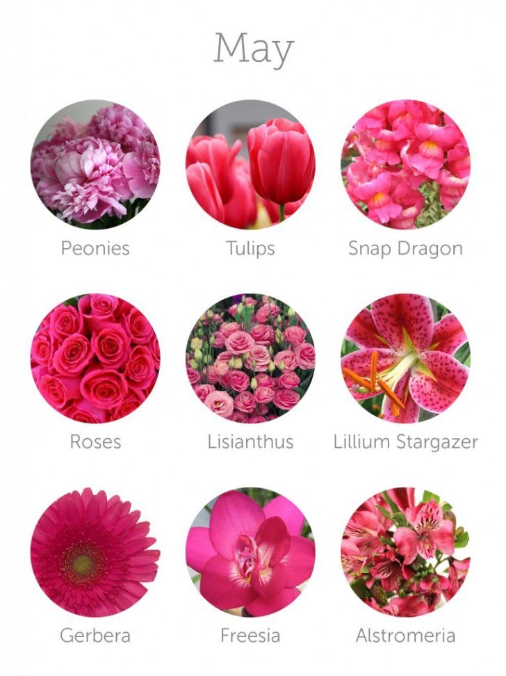 many different types of flowers with names