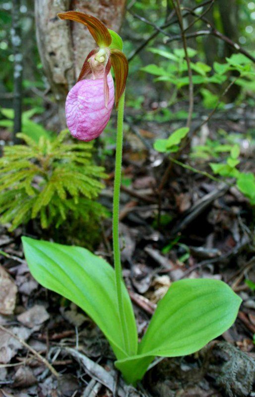 a pink flower is growing out of the ground with leaves around it and some trees in the background