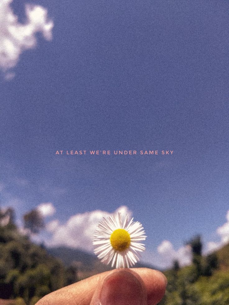 a hand holding a small white flower in front of a blue sky