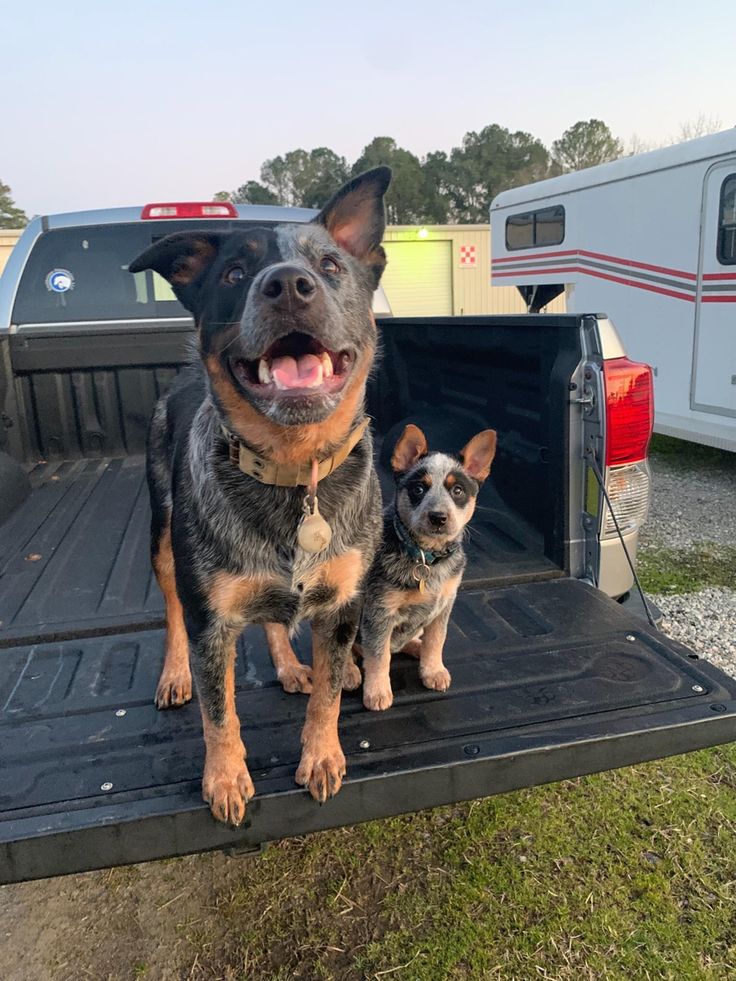 two dogs sitting in the back of a truck