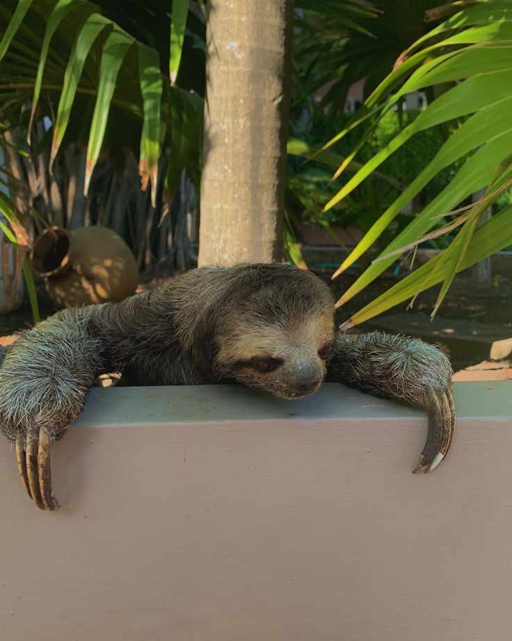 a sloth hanging upside down on the side of a wall next to a tree