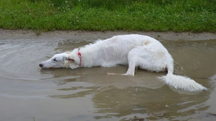 a white dog is laying in the water