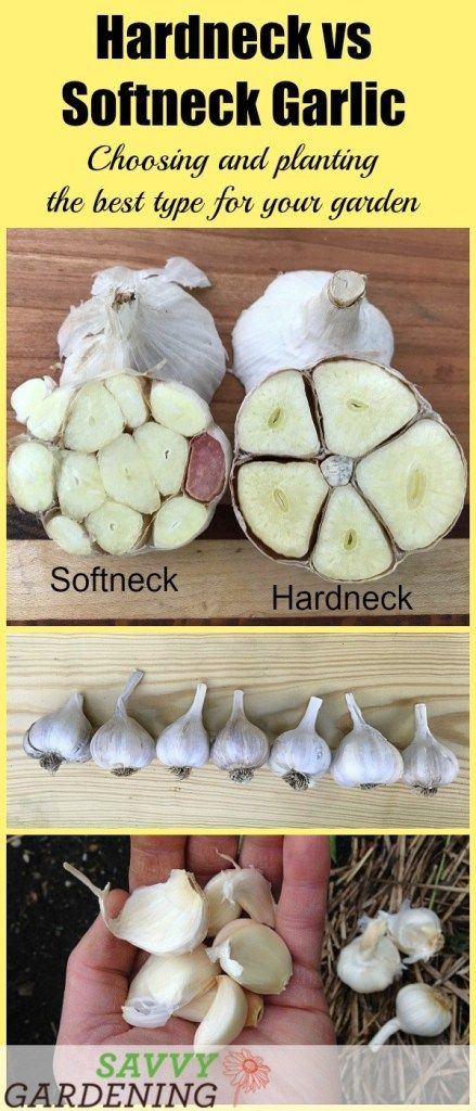 the different types of garlic are shown in this graphic above it is an image of how to