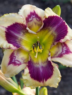 a purple and white flower with yellow stamen