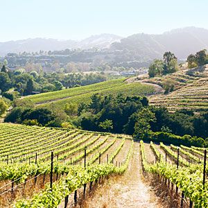 a dirt road going through a lush green vineyard