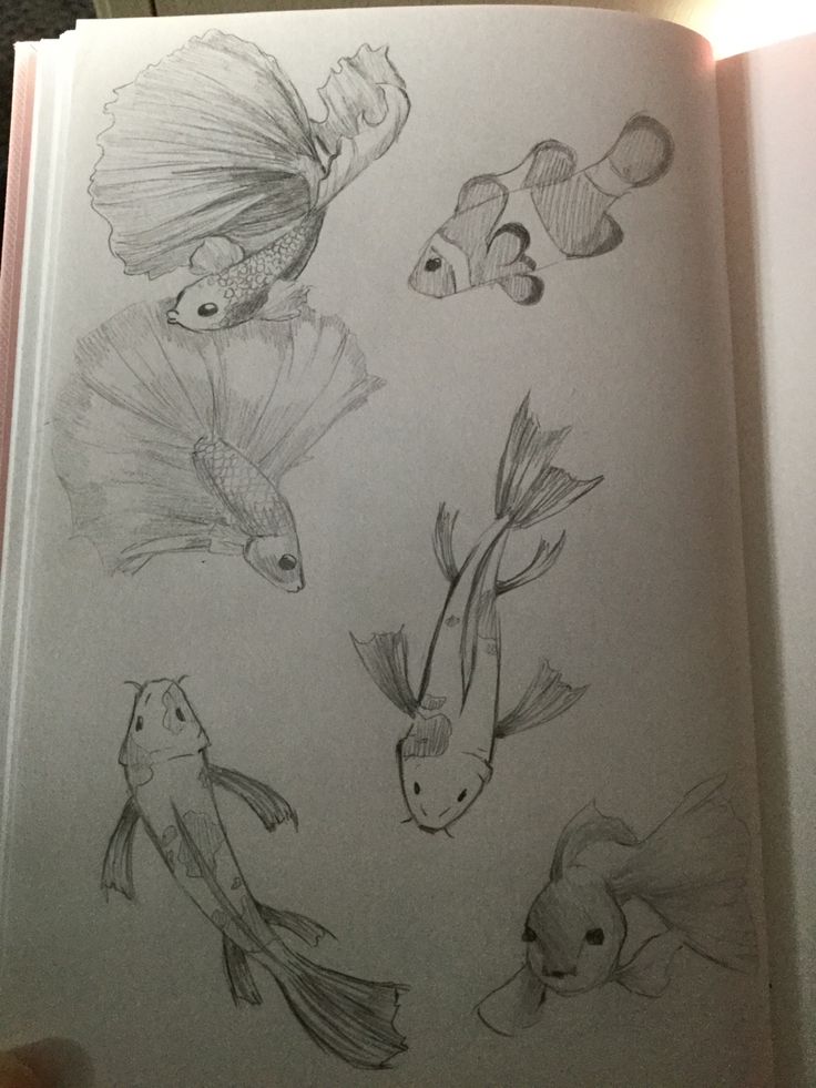 an open book with drawings of fish on it