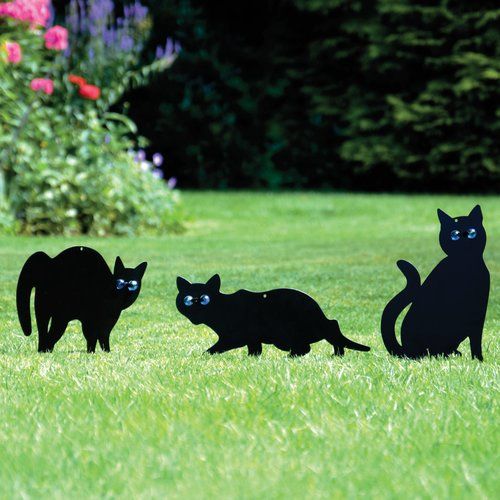 three black cats standing in the grass with their eyes open and one cat looking at something