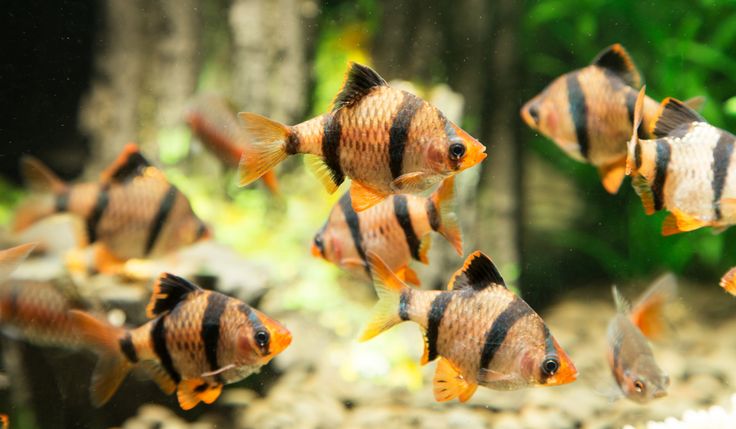 a group of orange and black fish swimming next to each other in an aquarium tank