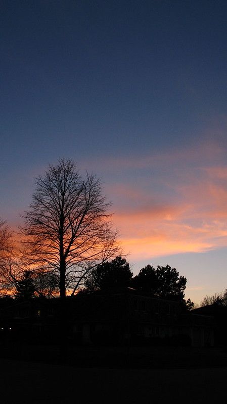 the sun is setting behind some trees and houses in the distance with no leaves on them