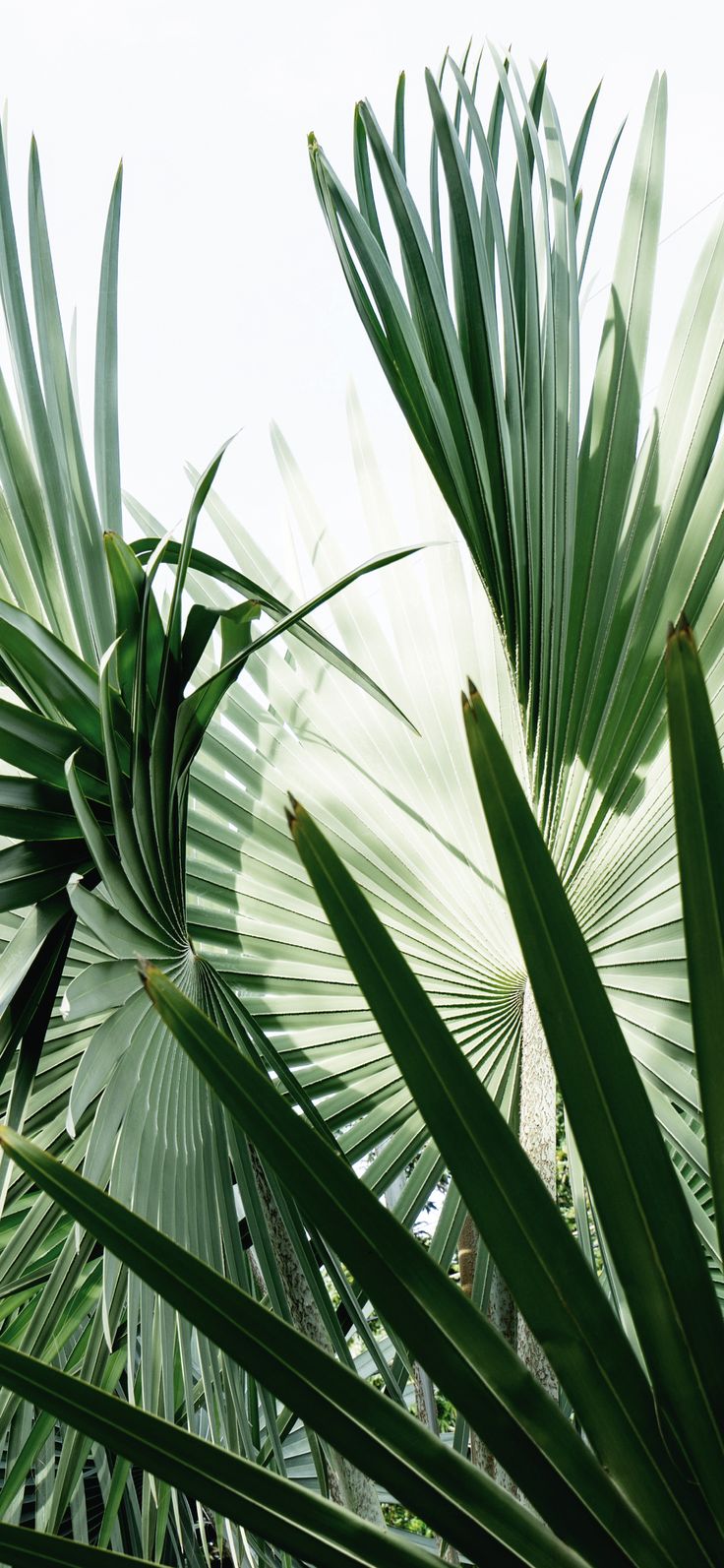 the leaves of a palm tree are green