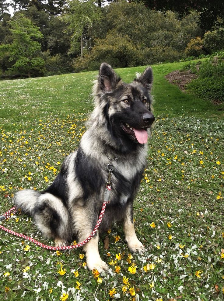 a black and white dog sitting on top of a lush green field with yellow flowers