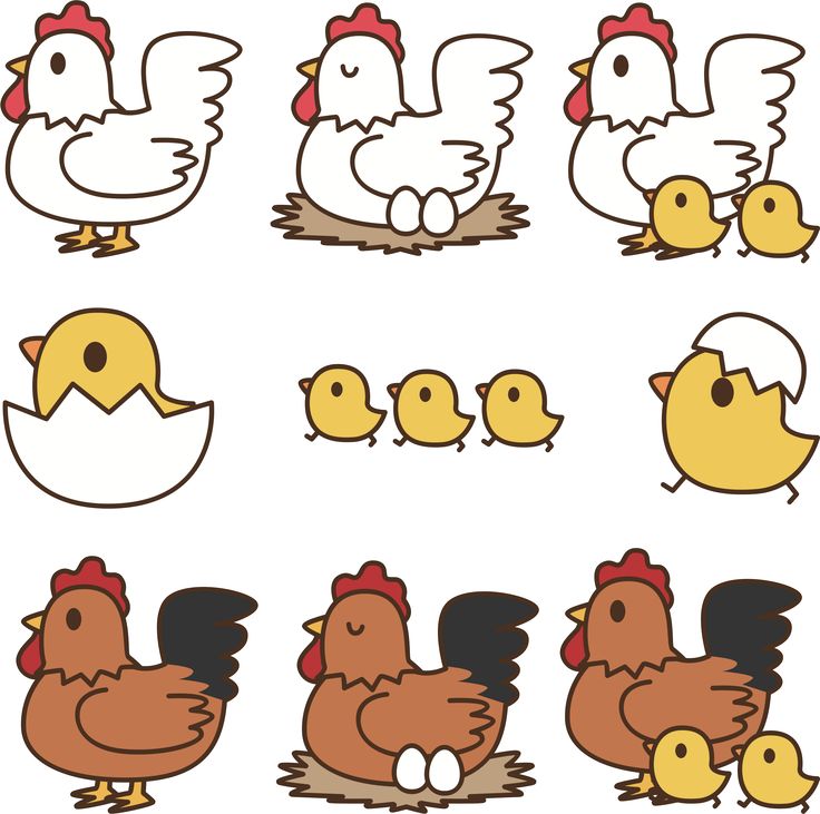 chickens and chicks are shown in different positions