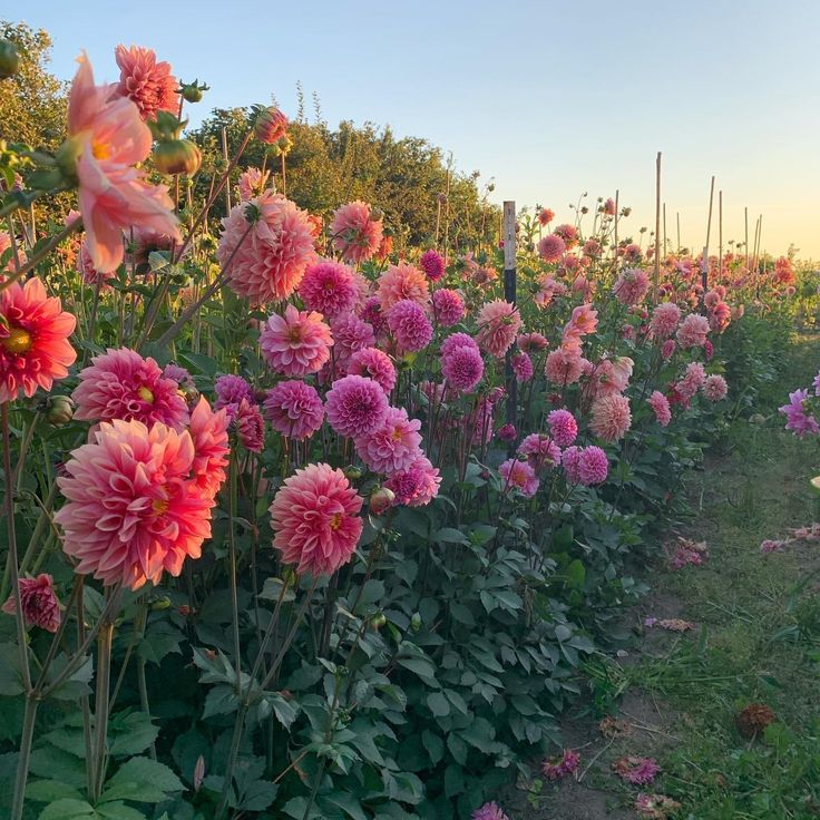 a field full of pink and red flowers with the sun setting in the distance behind them