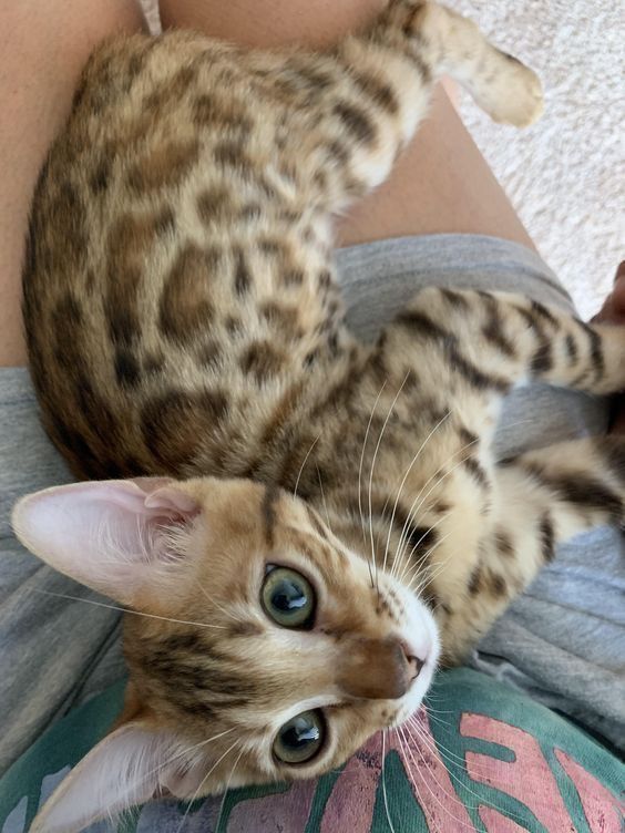 a woman holding a cat in her arms while laying on top of it's back