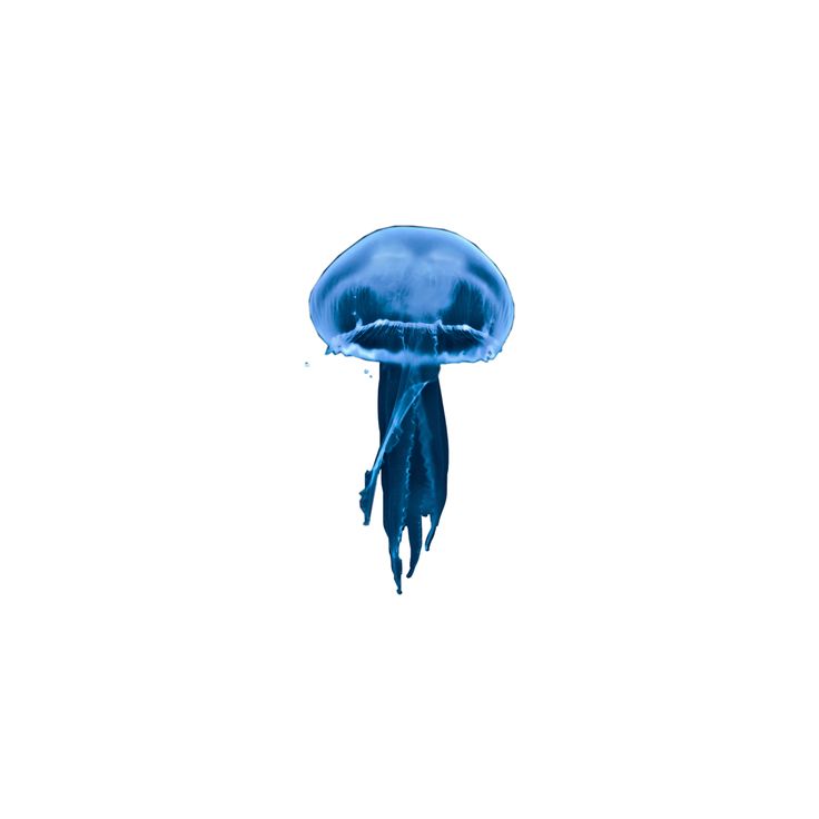 a blue jellyfish floating in the water on a white background with copy - space