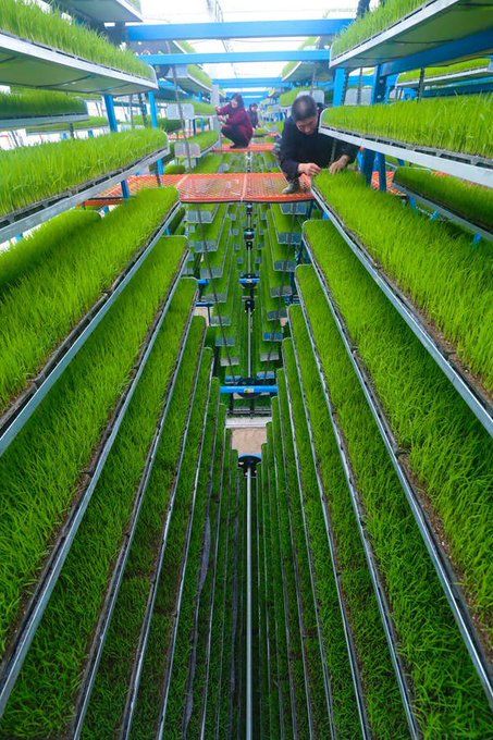 two people working in a large greenhouse with grass growing on the sides