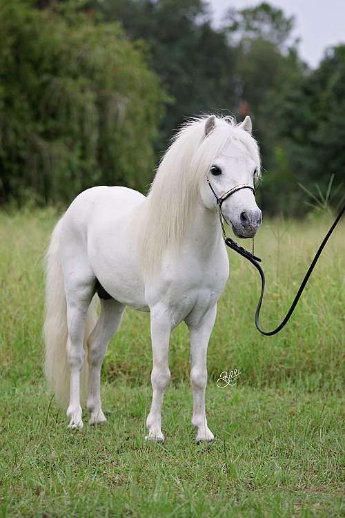 a white horse standing on top of a lush green field next to a black leash