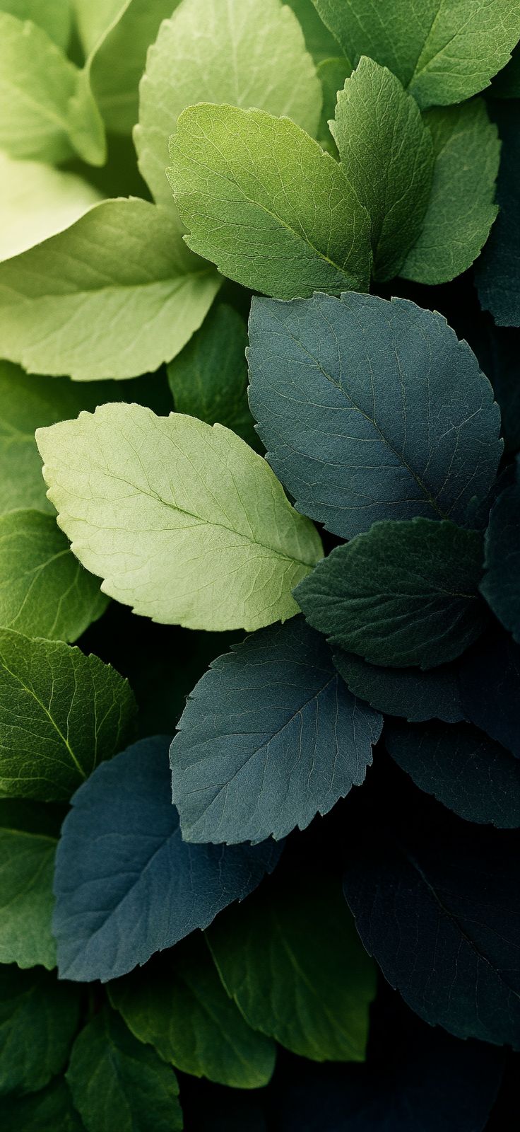 green leaves are shown in close up on a black background with sunlight coming through the leaves