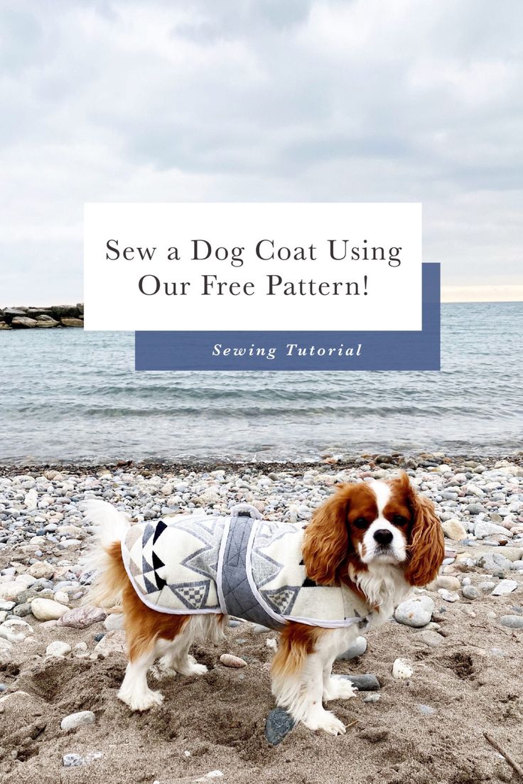 a brown and white dog wearing a sweater on the beach with text overlay saying sew a dog coat using our free pattern