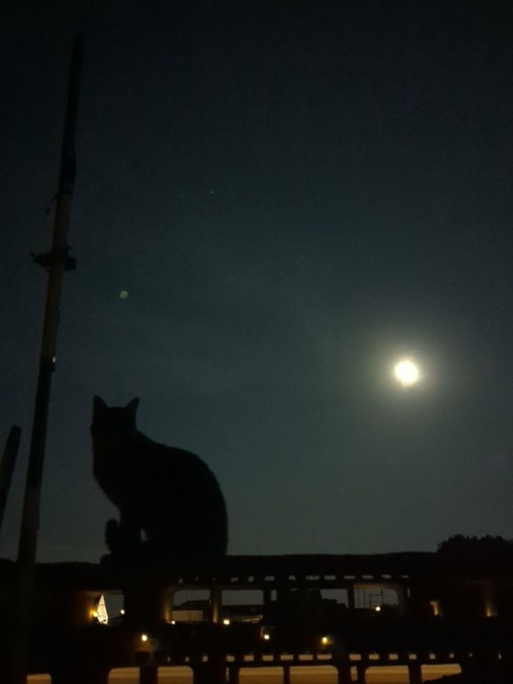 a cat sitting on top of a wooden bench at night with the moon in the background