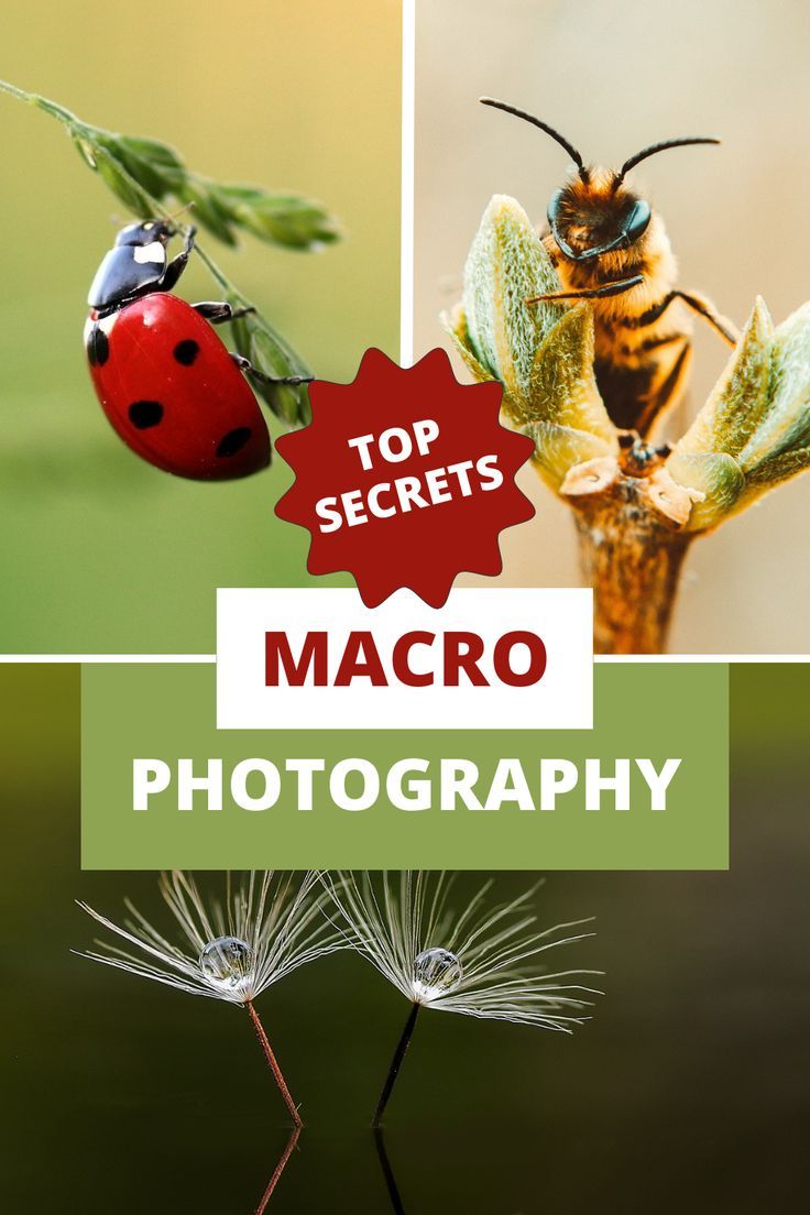 Top Secrets About Macro Photography - Creative Macro Photography Ideas. Have you ever spent your time to take macro photos? Check out these top secrets about macro photography and learn how to capture your next closeup macro photo like a pro. There are numerous creative ideas and just click to grab them. Photography Landscape Ideas, Macro Lenses Photography, 100mm Macro Photography, Macro Photos Ideas, Macro Photo Ideas, Day Time Photography, Macro Photography Ideas Creative, Macro Photography Ideas At Home, Trick Photography Ideas