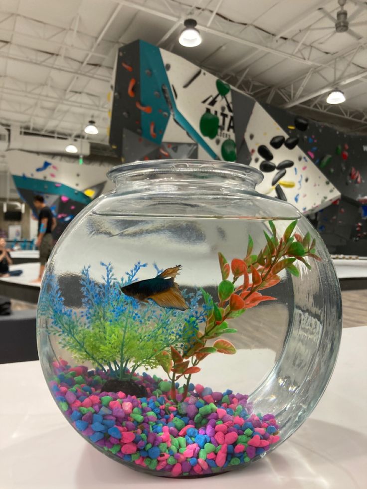 Beta fish in rock climbing gym Aesthetic Beta Fish Tank, Aesthetic Betta Tank, Pet Fish Aesthetic Tank, Pet Fish Aesthetic, Aesthetic Fish Aquarium, Fish Bowl Decorations, Betta Fish Bowl, Cool Fish Tank Decorations, Fish Bowl Vases