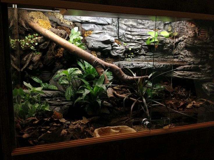 an aquarium with plants and rocks in it