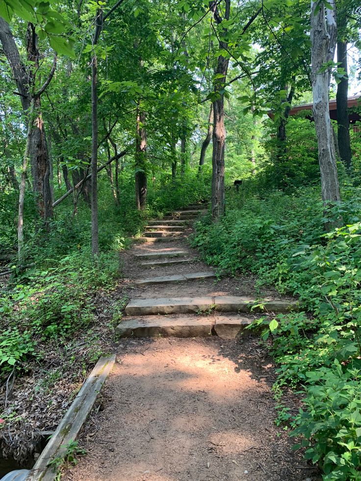 a set of stone steps leading through the woods