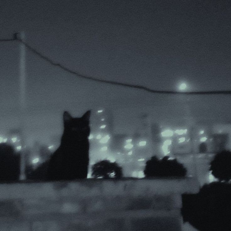 a black cat sitting on top of a roof next to a city skyline at night