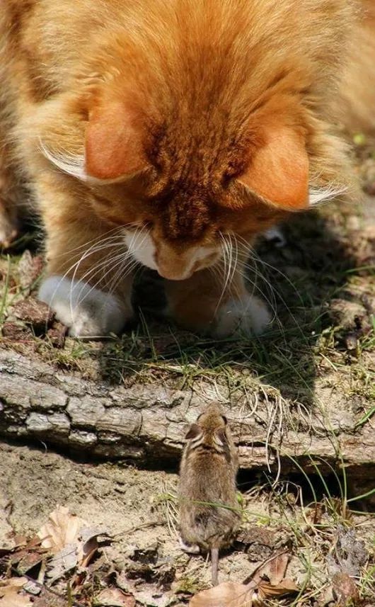 an orange and white cat sniffing something on the ground next to a small brown mouse